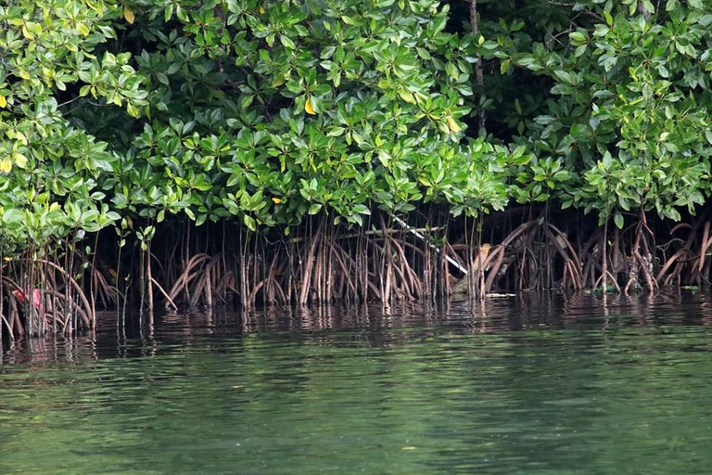 Manggrove/Hutan Bakau merupakan Pohon yang dilindungi Pemerintah Desa dan Terus dilestarikan