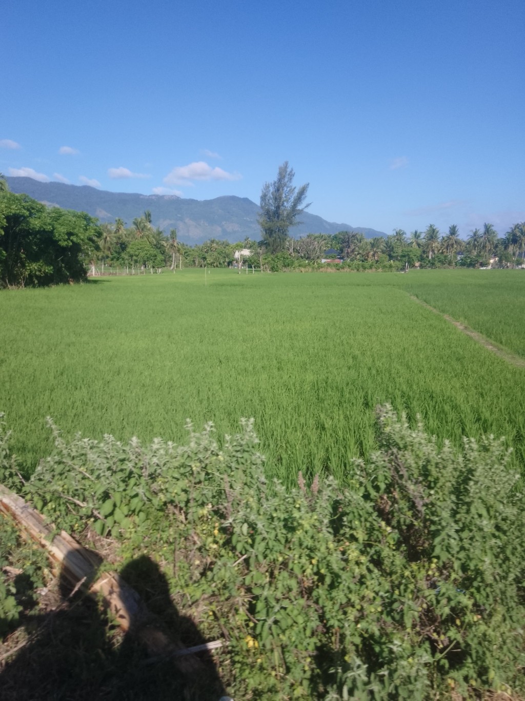 Lahan Persawahan Desa Babul Makmur saat ini berjumlah kurang Lebih 165 Ha yang Produktif